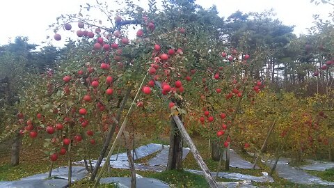 青森県南部町の生産者さん