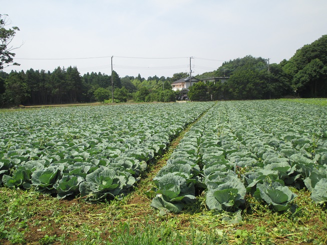 赤荻きゃべつ