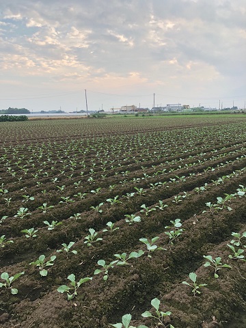 赤荻きゃべつ