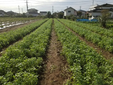 秋葉さん　春菊