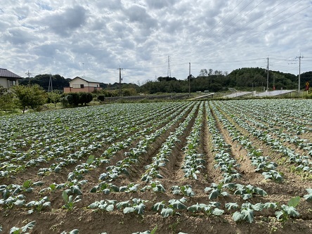 ブロッコリー