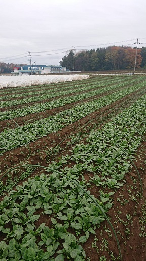 宮崎ほうれん草