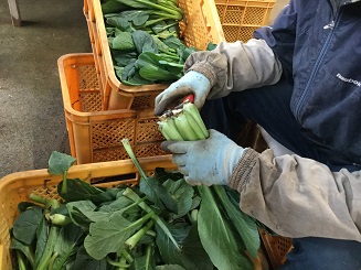 高野こまつ菜